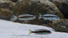 Foto mit Taeniochromis holotaenia Jungfische immer zu dritt unterwegs