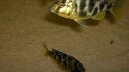 Foto mit Nimbochromis Venustus Weibchen