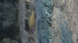 Foto mit Paracyprichromis nigripinnis Blue Neon