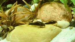 Foto mit Corydoras aeneus 