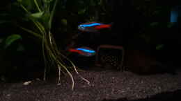 aquarium-von-mich-anubien-roots_L201 mit Neons