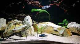 aquarium-von-tonisafricancichlids-paralabidochromis-chromogynos-zue-artenbecken_Beckenansicht