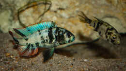 Foto mit Paralabidochromis chromogynos Zue