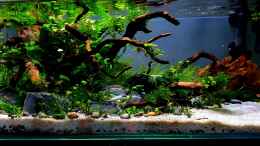 aquarium-von-romano-e-shallow-tributary_