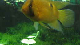 aquarium-von-falko-timper-becken-3818_Cleithracara maronii Männchen