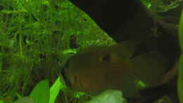 aquarium-von-falko-timper-becken-3818_Cleithracara maronii weiblich