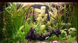 aquarium-von-summse-keilfleckbaerblinge-amp--sakura-garnelen_Aquarium Hauptansicht von Keilfleckbärblinge