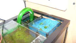 aquarium-von-michel-goerns-becken-3934_2 Kammer Innenfilter mit 2 mal 5 cm Filtermatten