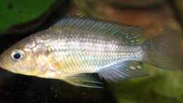 Foto mit Astatoreochromis alluaudi, junges Männchen