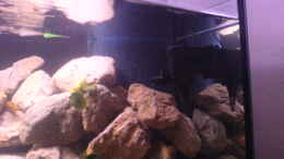 aquarium-von-cindy-laumer-becken-3979_Stömungspumpe und Mattenfilter mit Tauchpumpe dahinter