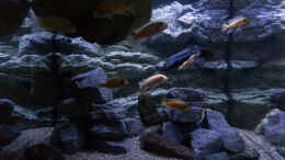 aquarium-von-steffen-wahl-becken-39816_Malawibecken 420l