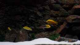aquarium-von-michael-goetz-becken-3989_Yellows, Afras + mbamba