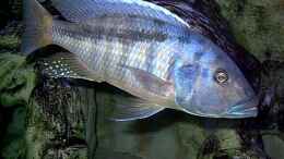 Foto mit Buccochromis heterotaenia WF