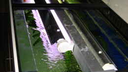 aquarium-von-gordon-gewiese-becken-4130_2 Röhren mit Reflektoren
