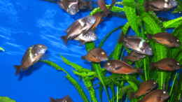 aquarium-von-gordon-gewiese-becken-4130_fast die ganze Bande