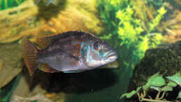 Foto mit Nimbochromis Fuscoteaniatus Jungfisch 8cm