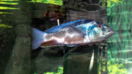 Foto mit Nimbochromis livingstonii
