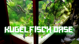 aquarium-von-bermuda-3eck-kugelfisch-oase_Hauptansicht