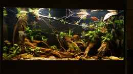 aquarium-von-jonas-b--amazonas-biotop_Aquarium Südamerika 472 l, 150x45x70 cm