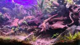 aquarium-von-sven-schaefer-wald-lichtung_Juwel Vision 180