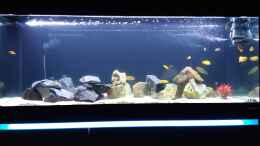 aquarium-von-ingo-weyer-eheim-incpiria-530_Eheim Incpiria 530