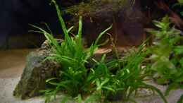 aquarium-von-junglist-im-reich-der-halbschnaebler-und-pferdekopfschmerlen_Microsorum pteropus Trident