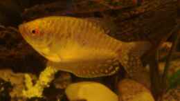 aquarium-von-marcel-massow-becken-4241_Goldfadenfisch Weibchen