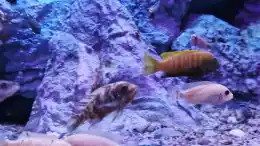 aquarium-von-sven-meyer-malawibiotop_Natursand mit Muscheln