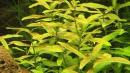 Foto mit Kognakpflanze - Ammannia gracilis