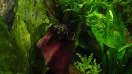 aquarium-von-sabine-stark-becken-4261_Mangrovenholz bepflanzt mit Microsorum pteropus Windelov und