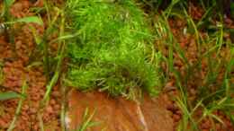 aquarium-von-sabine-stark-becken-4261_Versteinertes Holz bepflanzt mit Riccia fluitans
