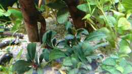 Foto mit Bucephalandra Lamandau Mini Red