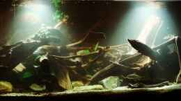 aquarium-von-basde-suedamerika-pfuetze_Aquarium Hauptansicht von Südamerika Pfütze