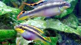aquarium-von-erfurtoldy-wohnzimmeroase_Pelvicachromis pulcher