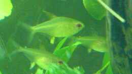 aquarium-von-oliver-roeder-becken-4290_H.pulchripinnis