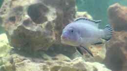 aquarium-von-conny-staehr--marcus-schnieders-becken-4316_Pseudotropheus socolofi