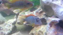aquarium-von-conny-staehr--marcus-schnieders-becken-4316_Labidochromis Red Top Hongi