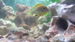 aquarium-von-conny-staehr--marcus-schnieders-becken-4316_Labidochromis caeruleus