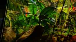 aquarium-von-david-schneider-aquaristik-guaquira-river-biotop--venezuela_Anubias coffefolia