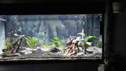 aquarium-von-gerd-starke-killi-welt_Aquarium Hauptansicht von Becken 43247