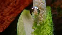 aquarium-von-david-schneider-aquaristik-aquascape-180l_Blüte einer Anubias coffefolia