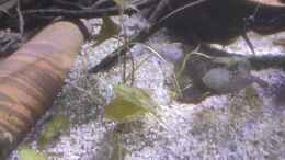 aquarium-von-max-wolf-rio-essequibo-x-rio-xingu-2_Südamerikanische Seerosen (Nymphaea glandulifera)