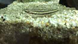 aquarium-von-herkla-neuguinea_02.03.23 Stiphodon rutilaureus