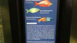aquarium-von-herkla-neuguinea_18.04.2023 Besatz Regenbogenfische Aquarium Berlin