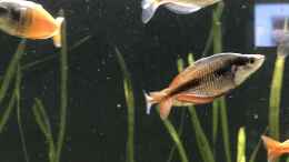 aquarium-von-herkla-neuguinea_13.02.24 Melanotaenia lakamora Männchen in Balzfärbung ( d