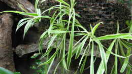 Foto mit Chlorophytum comosum Ableger seitlich in den Pflanzkörben