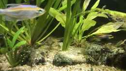 aquarium-von-herkla-kongo-river_08.11.23 Pelvicachromis teaniatur nigeria rot weibchen
