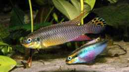 aquarium-von-volker-hebestreit-becken-4368_Pelvicachromis taeniatus Moliwe,( Kamerun)