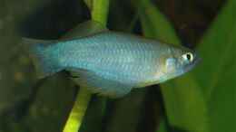 aquarium-von-volker-hebestreit-becken-4368_Procatopus similis Kobe River (Kamerun)