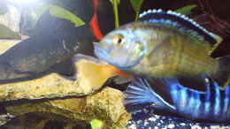aquarium-von-stephan-weber-becken-4370_Labidochromis caraleus Yellow